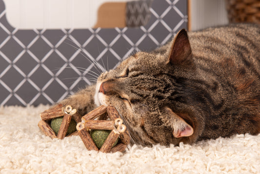 What Is Silvervine & Why Do Cats Love It?