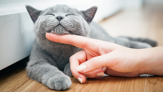 Why Do Cats Purr?