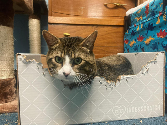 Why Does My Cat Love Chewing on Cardboard?