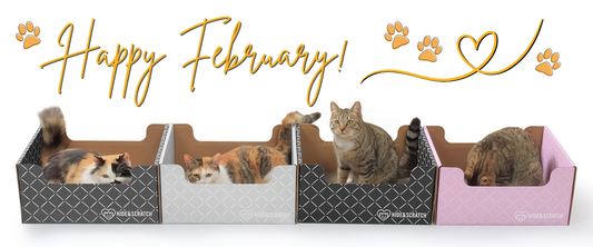Brighter Days & Cozy Cats – February Updates Inside! 🐈☀️