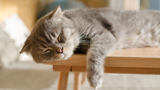 Why Do Cats Sleep So Much?