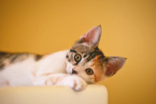 141 Facts About Cats