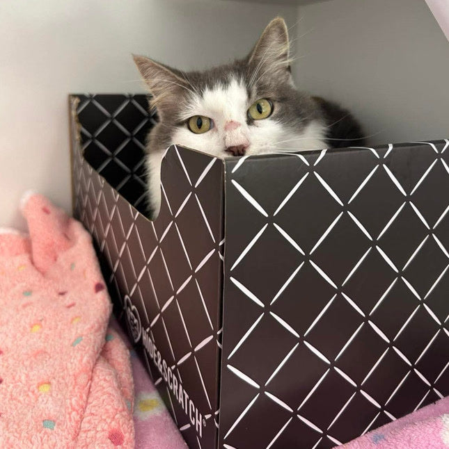 A shelter cat looking out over the rim of a Hide & Scratch box in its enclosure