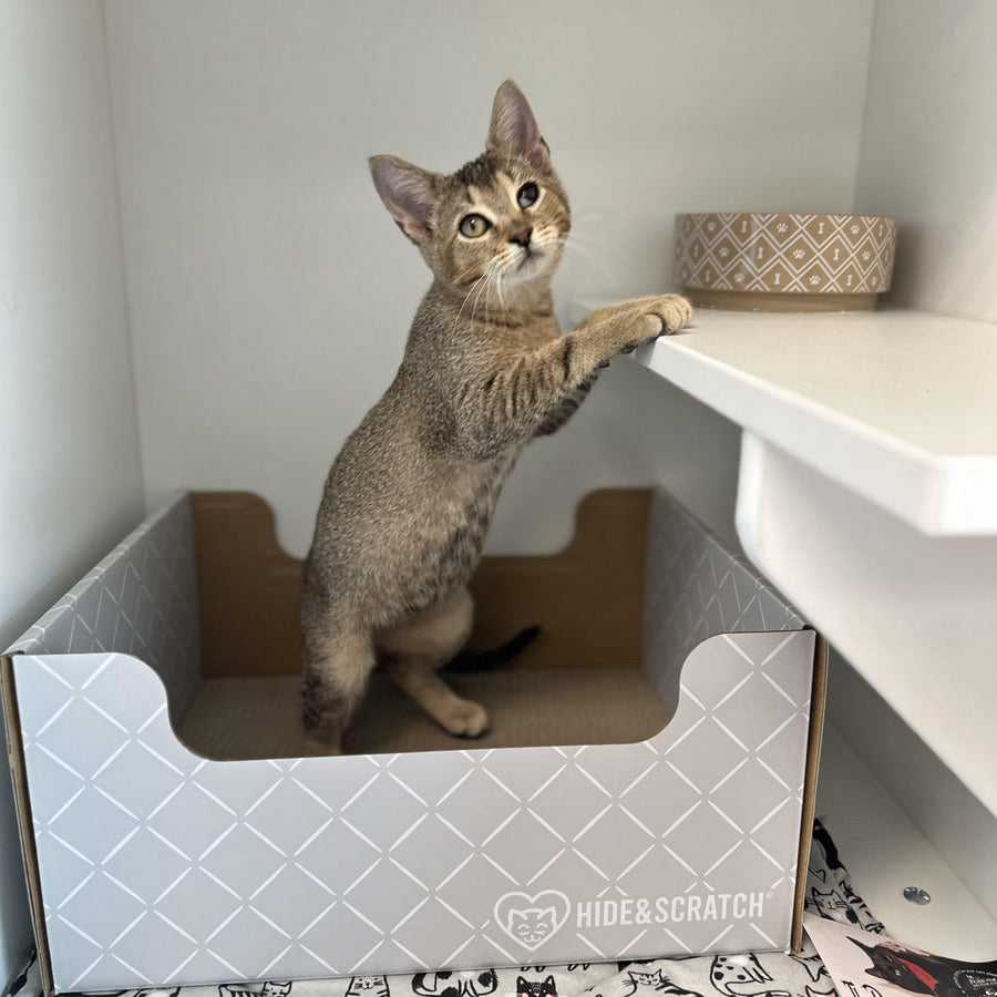 A young shelter cat standing up on the scratch pad inside its box