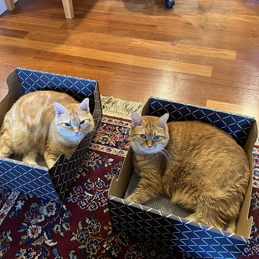 Two Hide & Scratch boxes side by side, a cat settled in each
