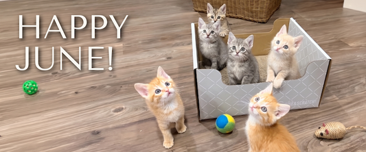 June 2026: GACAB Milestones, Bob & Sheri Bundle + Adopt-a-Cat Month