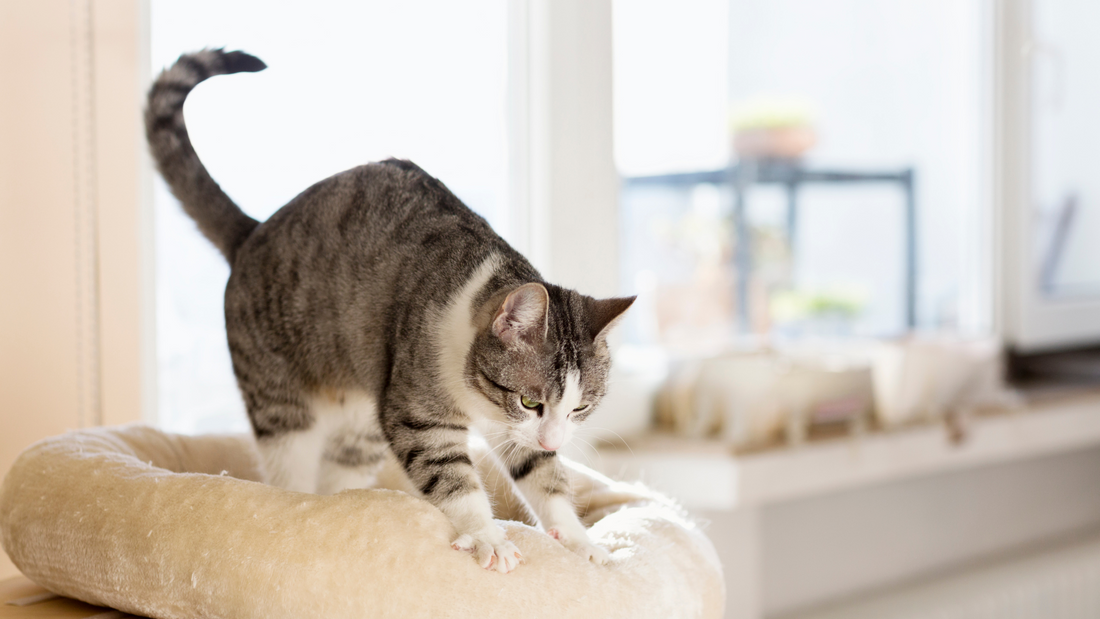 Why Do Cats Knead?