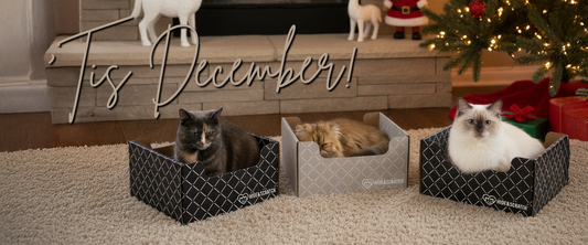 December's here - 'Tis the Season for Cozy Cats and Holiday Cheer! 🎁