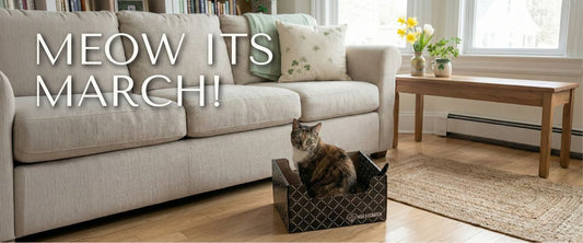 March 2026: Mission Meow Grants, Cat Holidays + Spring Discount