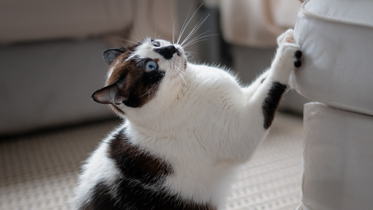 How to Stop Furniture Scratching — By Matching Your Cat’s Scratching Style