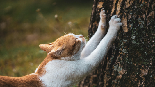 Why Cats Scratch (and What Their Scratching Style Says About Them)