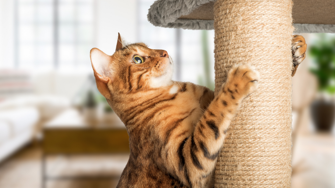 Choosing the Right Cat Scratcher — Flat, Vertical, or Lounge Style?