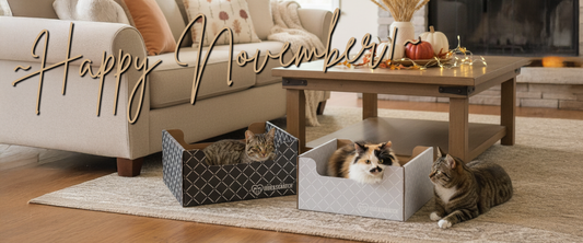 November = Shorter Days, Warmer Boxes & Big Savings! 🍁🐱