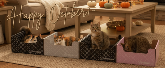 Black Cat Month, Big Purrs & a Special 2-for-1 Treat Just for You 🎃