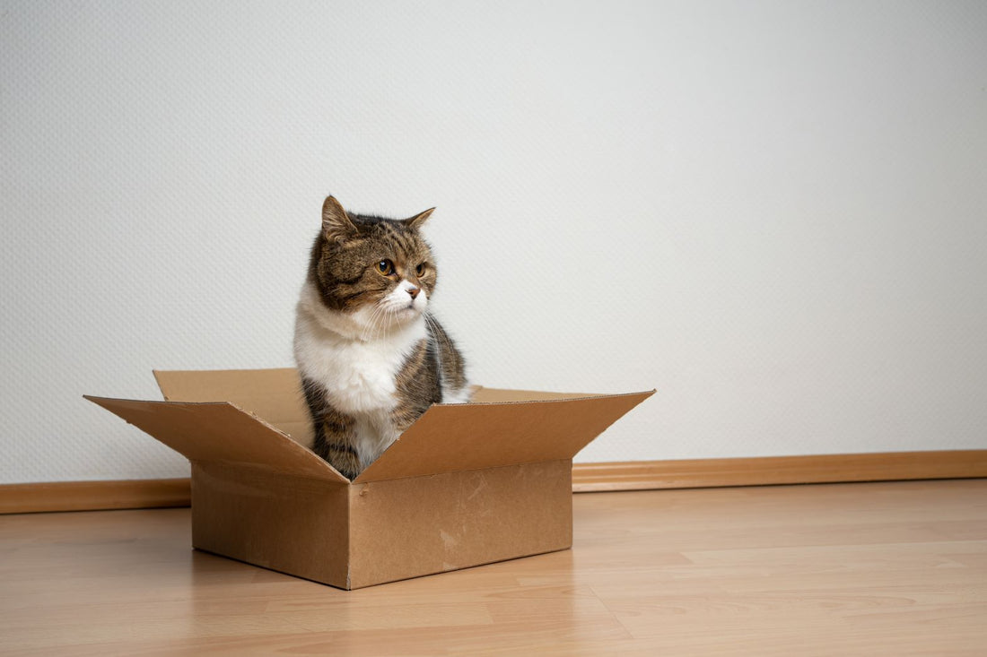 Why Do Cats Love Boxes?