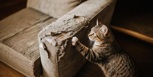 Horizontal vs. Vertical Scratching — What’s Best for Your Cat?