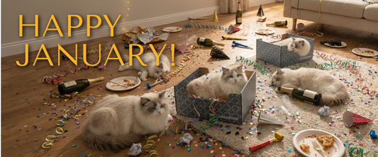 Kicking Off the Year with Cats & Gratitude 🐾