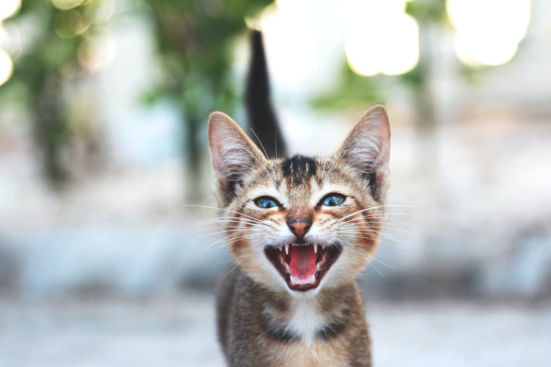 picture of kitten meowing