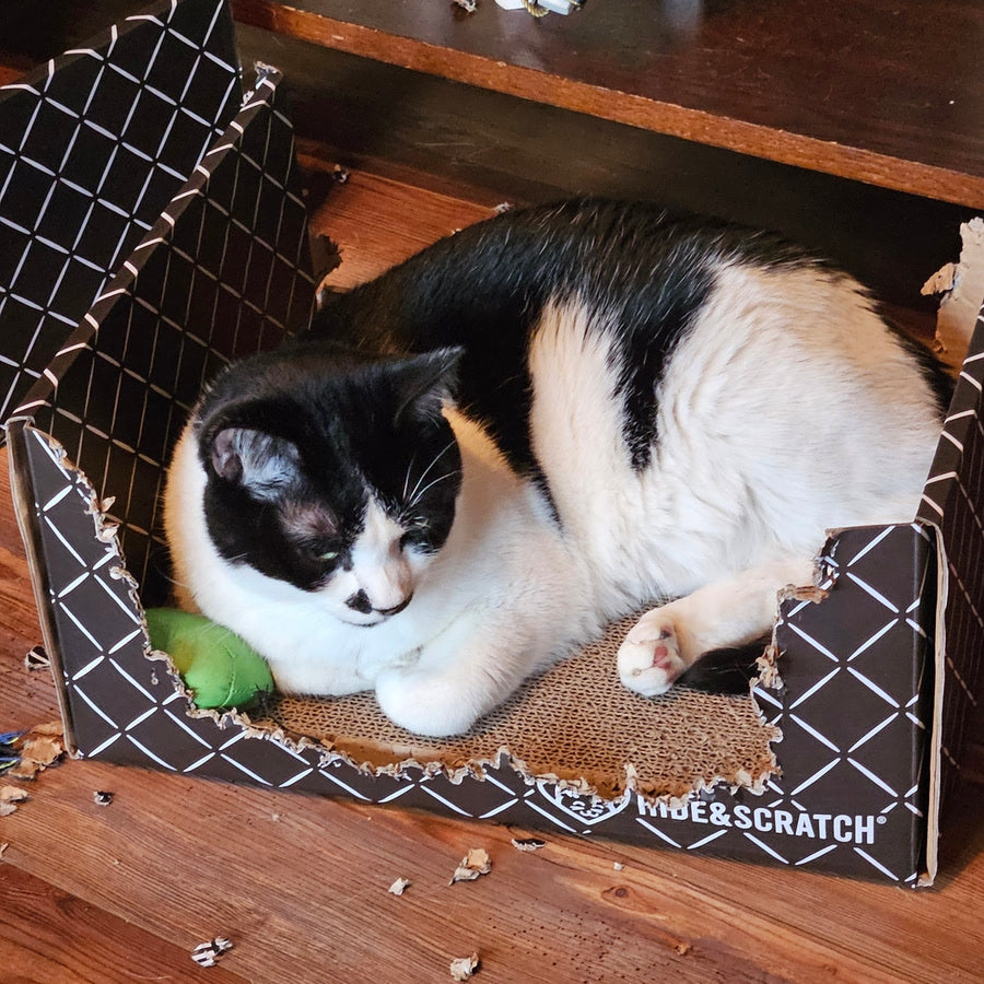 A tuxedo cat lying in a thoroughly chewed Hide & Scratch box