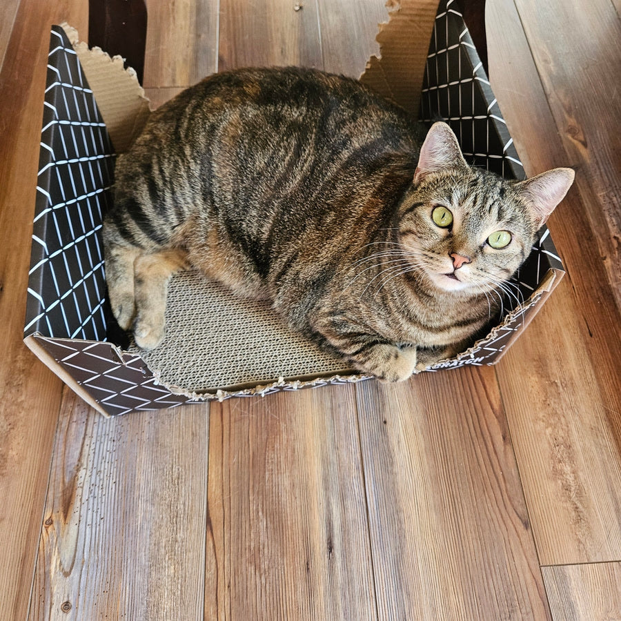 A tabby loafing in a box with chewed-down walls