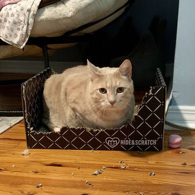 A cream cat sitting in a well-worn box surrounded by cardboard crumbs