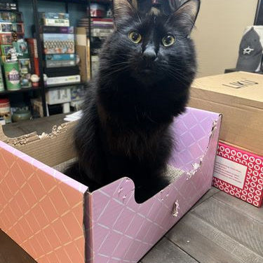 A black cat perched in a pink box with a chewed rim
