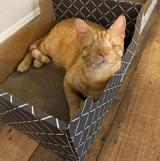 An orange cat asleep in a Hide & Scratch box at a rescue