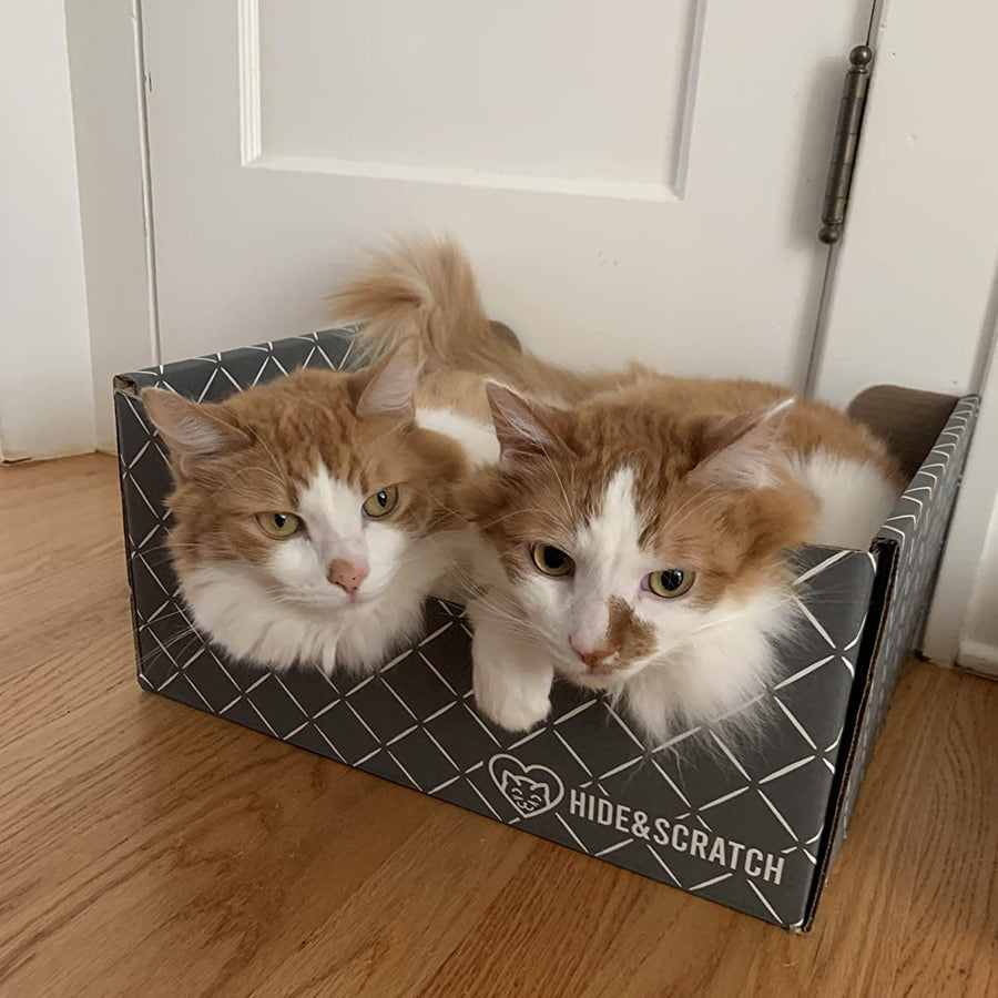 Two orange cats wedged into a single Hide & Scratch box together