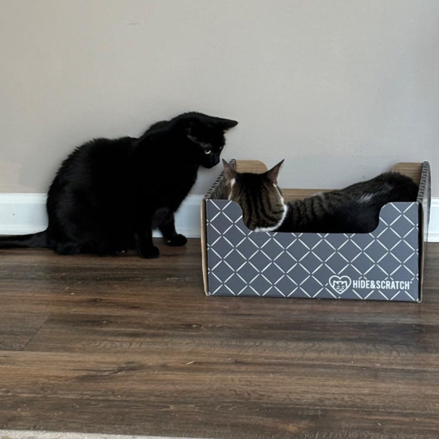 One cat lying in the box while another sits on the floor waiting for a turn