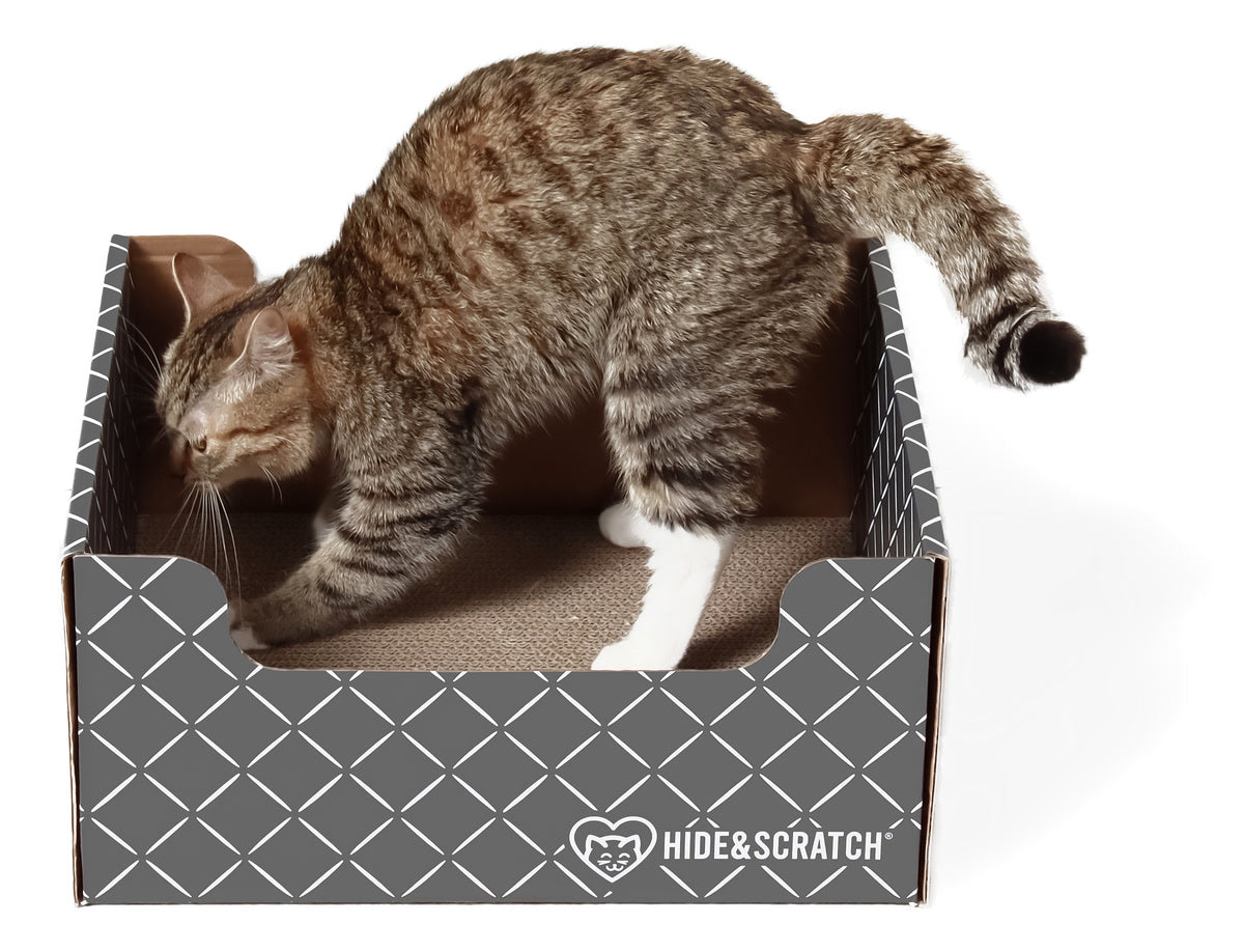 A tabby cat scratching the pad inside the Original Hide & Scratch box